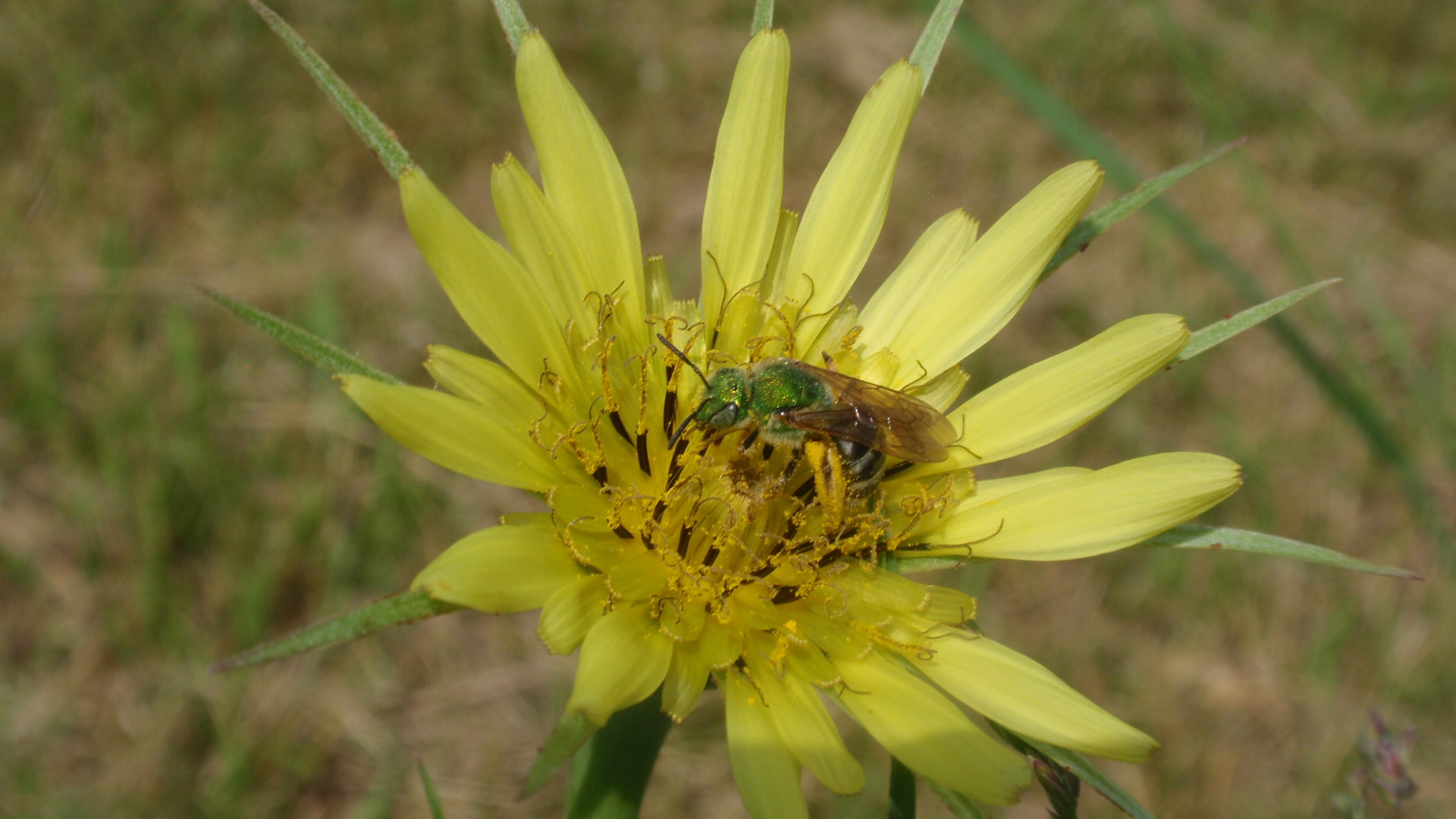 A bicolored green sweat bee on Yellow Goat’s Beard